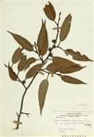 藏品(阿里山珍珠蓮)的圖片